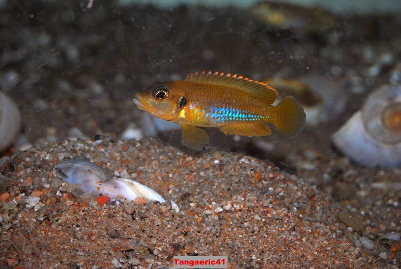Lamprologus ocellatus 'Gold'
